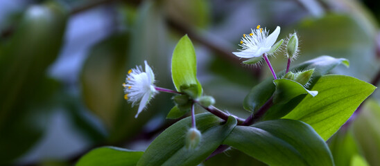 white beautiful flower with green leaves, close-up, on a blurred background. copy space