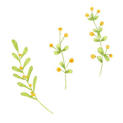 Watercolor flowers and branches. Hand drawing illustration isolated on white background. Yellow flowers.