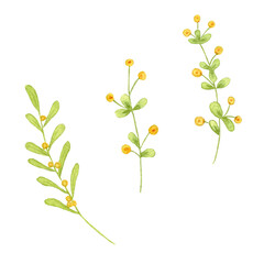 Watercolor flowers and branches. Hand drawing illustration isolated on white background. Yellow flowers.