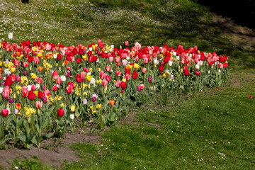 Bunt blühendeTulpen,  (Tulipa), Blumenbeet, Deutschland