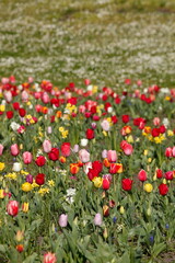 Bunt blühendeTulpen,  (Tulipa), Blumenbeet, Deutschland