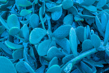 Surreal background of turquoise cactus water, background	