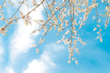 Branches of blossoming cherry on gentle light blue sky background in sunlight.