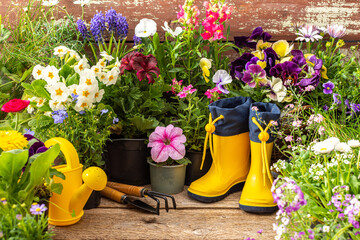Spring work in the garden and at home, planting decorative flowers, spring and summer flowers in...