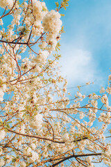 Branches of blossoming cherry on gentle light blue sky background in sunlight.