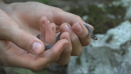 Little snake in child hands