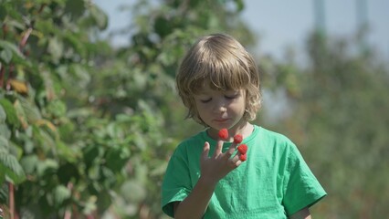 Cute little boy eating raspberries from his fingers in nature, rich rape