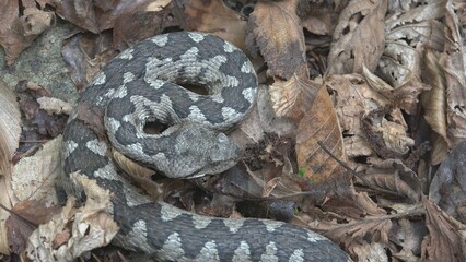 Horned viper (Vipera ammodytes) lying still camouflaged in attack position