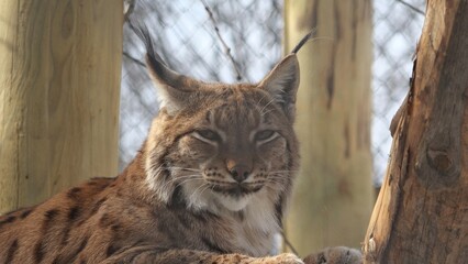 Bobcat (Lynx) portrait, beautiful feline
