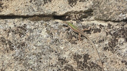 Little beautiful lizard on the stone wall