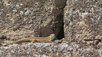 Italian wall lizard (Podarcis siculus) searching area for prey