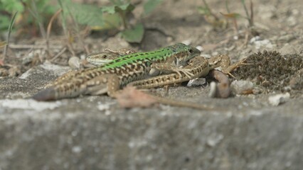 Mating and copulation of italian wall lizard (Podarcis siculus)