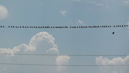 Many birds resting inline on wire