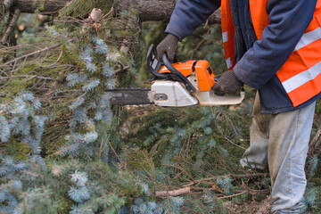 man sawing a tree