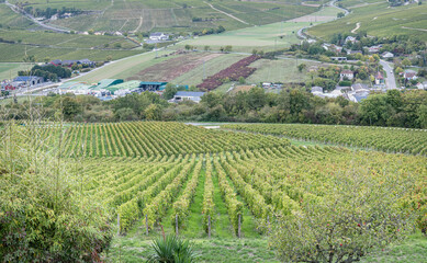 Vines on the hills on the North west side of Sancerre