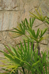 planta verde ornamental 