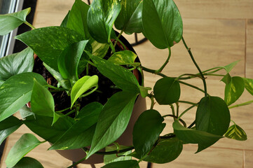 planta verde ornamental 