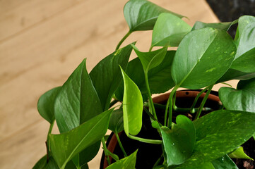 planta verde ornamental 