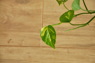 planta verde ornamental 