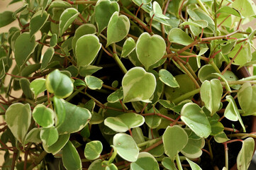 planta verde formato de coração,