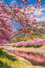 河津桜発祥の地　河津町の桜並木【静岡県・賀茂郡】　
Row of cherry blossom trees in Kawazu Town, the birthplace of Kawazu cherry blossoms - Shizuoka, Japan