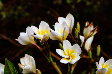 White yellow Frangipani (Plumeria)