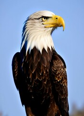Obraz premium bald eagle head, haliaeetus leucocephalus, looking for prey