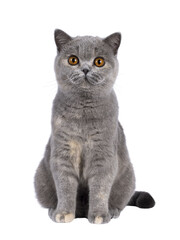 Adorable young blue tortie British Shorthair cat, sitting up facing front. Looking towards camera with pretty orange eyes. Isolated cutout on a transparent background.
