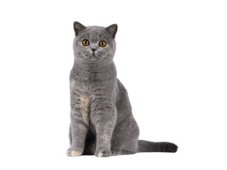 Adorable young blue tortie British Shorthair cat, sitting up side ways but  facing front. Looking towards camera with pretty orange eyes. Isolated cutout on a transparent background.