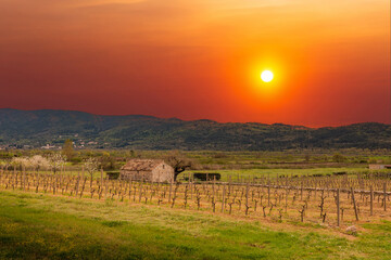 Fototapeta na wymiar Old stone farm barn in vineyard. Adriatic agriculture. Europe.