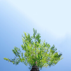 A beautiful crown and top of a birch stretching up to a blue sky with clouds and bright green leaves on a spring day.