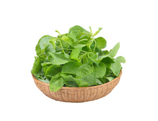 fresh spinach on  transparent png