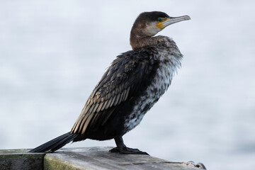 Cormorant