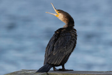 Cormorant