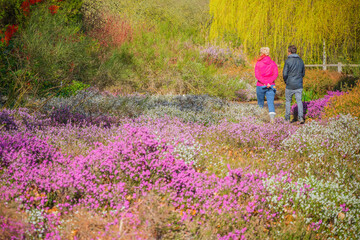 Unrecognised tourists walking through blooming heather flowers in Isabella Plantation, Richmond Park in London, England - obrazy, fototapety, plakaty