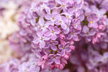 Large flowers of lilac clusters of spring lilac