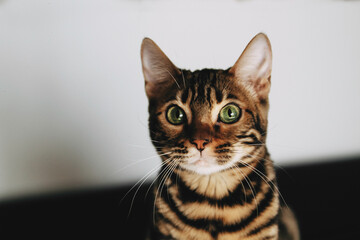 Bengal cat brown spotted pets