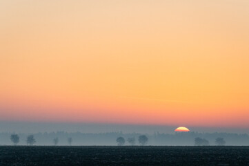 Fototapeta premium foggy sunrise over a field with leafy trees in a row in the Czech Republic