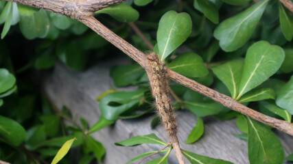 Brown caterpillars feed on the leaves of the ketapang or Terminalia catappa tree.