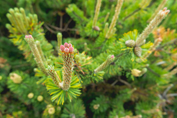 Blooming pine tree. Coniferous tree with flowers on branches.