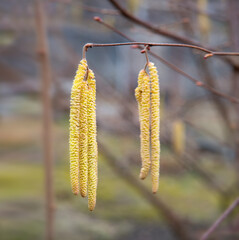 Buds on hazelnuts. Nature background