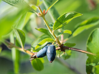 Dark blue berries of Honeysuckles among green leaves. Growing fruits and berries at garden. Agriculture.