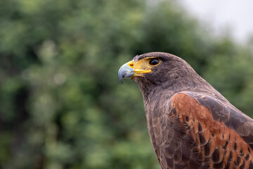 Fototapeta premium Aguila mirando