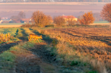 roe deer walking across a field in the sunrise light with autumn coloured trees and a village in the background in the Czech Republic © Jan