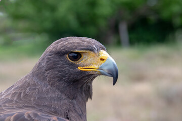 Aguila