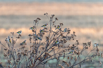 The European goldfinches sitting on a thistle and flying around at sunrise in the Czech Republic
