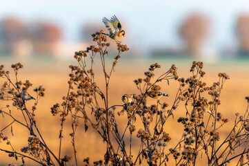 The European goldfinches sitting on a thistle and flying around at sunrise in the Czech Republic
