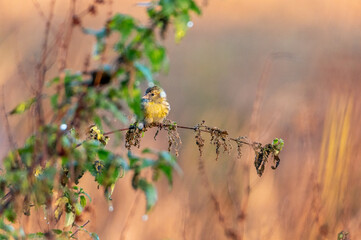 The Eurasian siskin sitting on a nettle at sunrise in the Czech Republic