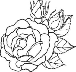 Blaze rose png.Beautiful flower on transparent background.