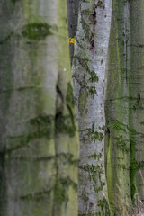 tree line trunks of old beech trees standing in the forest with autumn colored orange leaves and branches in the Czech Republic